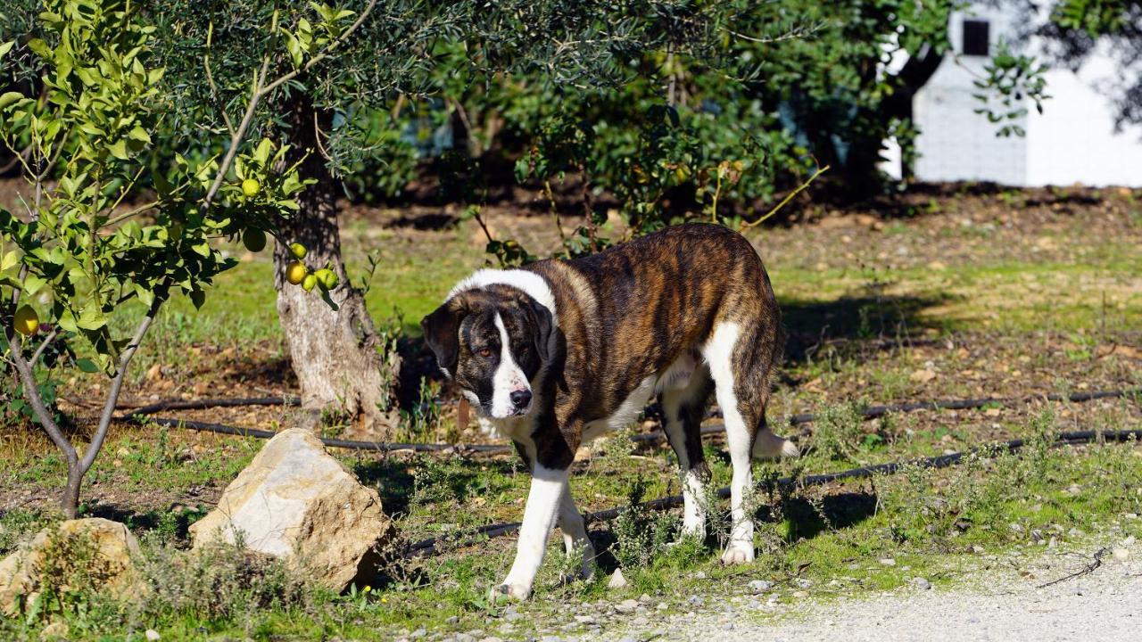 Hotel Rural Quinta Do Marco - Nature & Dining Ταβίρα Εξωτερικό φωτογραφία
